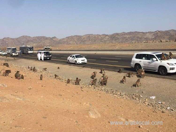 saudi-eateries-blamed-for-monkey-infestation_kuwait