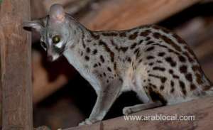 saudi-wildlife-authority-celebrated-international-day-for-biological-diversity_saudi