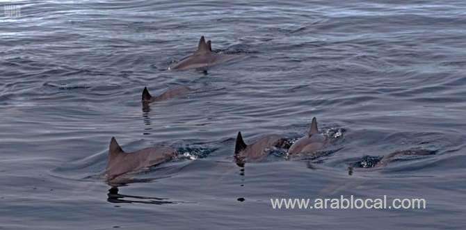 saudi-red-sea-project-to-offer-visa-on-arrival-for-tourists-saudi