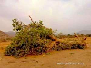 saudis-vow-punishment-for-illegal-felling-of-trees_UAE