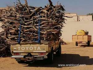 saudis-seize-150-tonnes-of-illegal-firewood_UAE