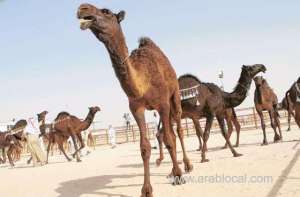 celebrations-called-off-at-saudi-camel-festival_UAE