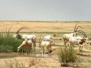 saudi-arabia-tough-penalties-for-hunting-rule-violators_UAE