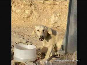 dog-died-in-saudi-arabia-after-it-was-brutally-raped_UAE