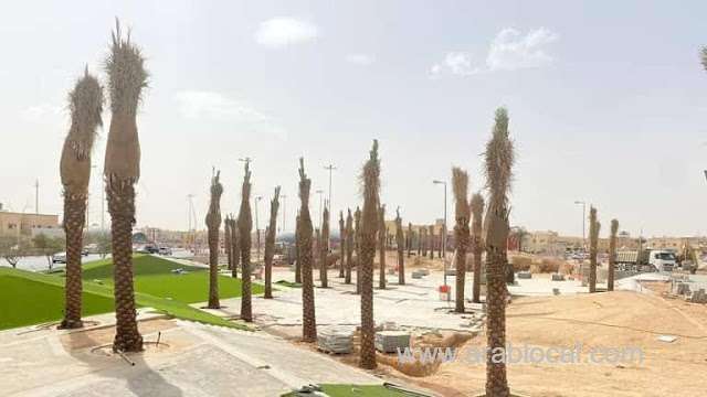decision-to-ban-the-cultivation-of-palm-trees-in-gardens-and-roads-reveals-more-details-saudi