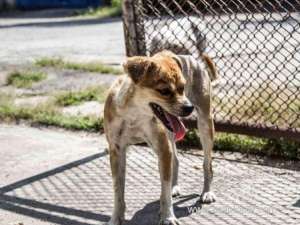 saudi-arabia-5-stray-dogs-kill-4yearold-girl_UAE