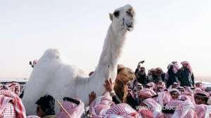 a-camel-worth-sr-30-million-passed-away-in-saudi-arabia_UAE