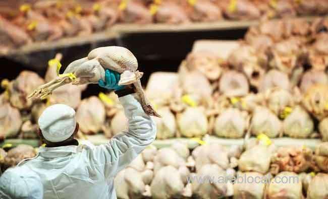 saudi-arabia-bans-poultry-imports-from-nepal-over-bird-flu-saudi