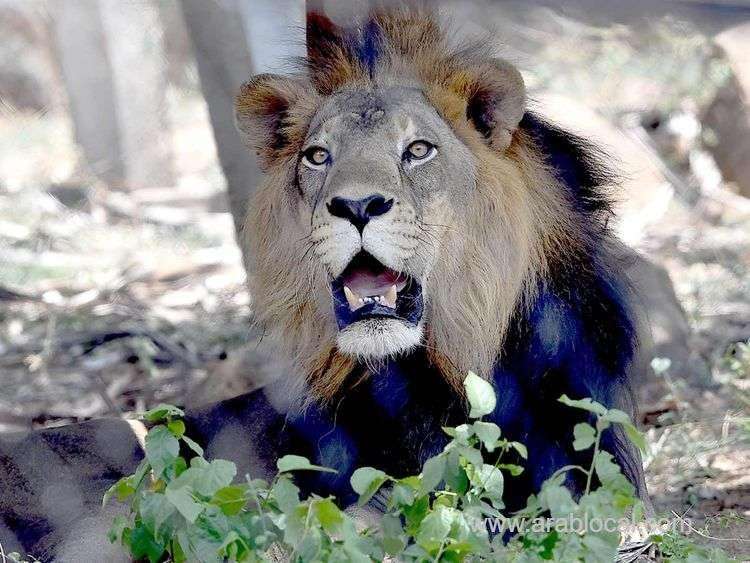 a-saudi-man-is-arrested-for-keeping-lions-saudi