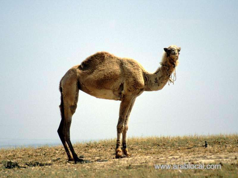 in-saudi-arabia-a-stray-camel-causes-a-deadly-crash-saudi