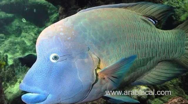 saudi-arabia-bans-fishing-of-endangered-tarbani-fish-saudi