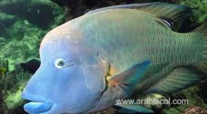 saudi-arabia-bans-fishing-of-endangered-tarbani-fish_UAE