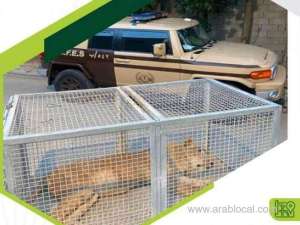 riyadh-lion-on-loose-restrained-saudi-arabia-takes-action_UAE