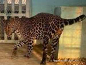 illegal-possession-of-43-endangered-animals-saudi-citizen-detained-in-riyadh_UAE