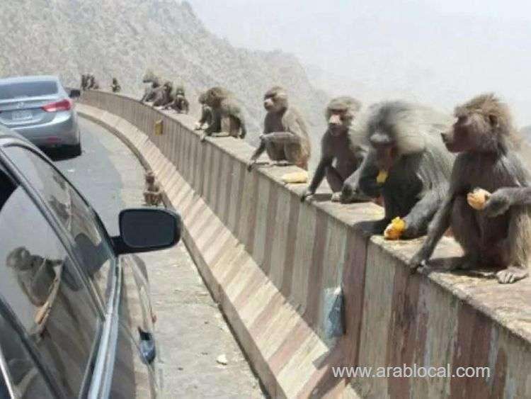 beware-feeding-baboons-in-saudi-arabia-now-carries-a-500-riyal-fine-saudi