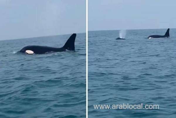 ncw-warns-not-to-approach-orca-whale-as-it-was-spotted-in-farasan-island-waters-saudi