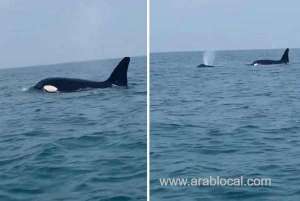 ncw-warns-not-to-approach-orca-whale-as-it-was-spotted-in-farasan-island-waters_UAE