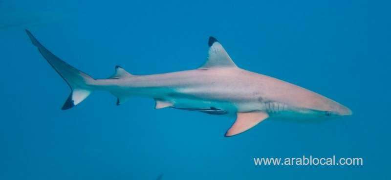 illegal-wildlife-trade-alert-2-bangladesh-expats-arrested-in-jubail-for-selling-47-endangered-blacktip-reef-sharks-in-saudi-arabia-saudi