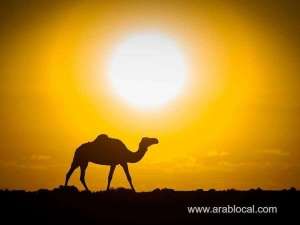 tragic-accident-stray-camel-kills-kuwaiti-man-in-saudi-arabia_saudi