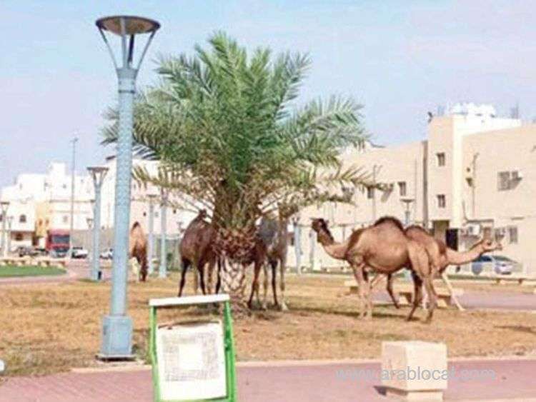 saudi-arabia-launches-worlds-first-digital-platform-for-camel-owners-and-industry-workers-saudi