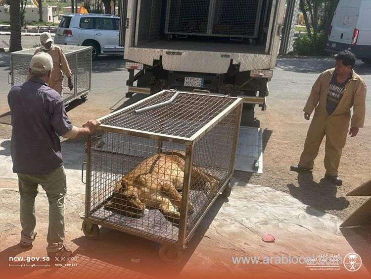 saudi-environmental-police-seize-lion-gazelles-ostriches-and-eagles-from-expat-in-hail-saudi