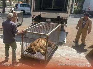 saudi-environmental-police-seize-lion-gazelles-ostriches-and-eagles-from-expat-in-hail_UAE