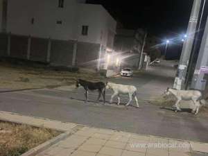 residents-in-al-qura-governorate-urge-immediate-action-against-growing-donkey-menace_UAE