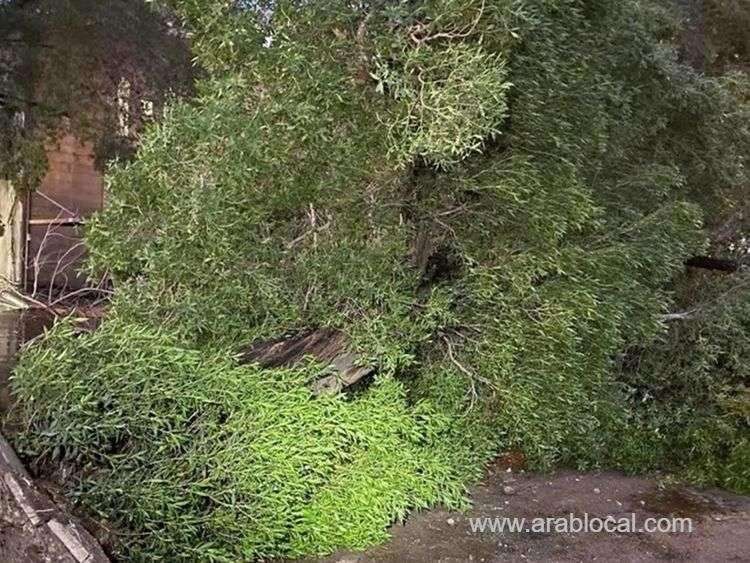 saudi-arabia-driver-killed-as-tree-falls-on-vehicle-due-to-severe-winds-in-mecca-saudi
