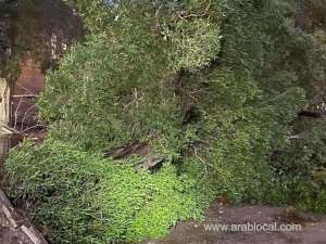 saudi-arabia-driver-killed-as-tree-falls-on-vehicle-due-to-severe-winds-in-mecca_UAE