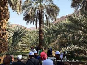 expat-faces-hefty-fines-for-uprooting-trees-in-medina-saudi-arabias-environmental-crackdown-continues_UAE