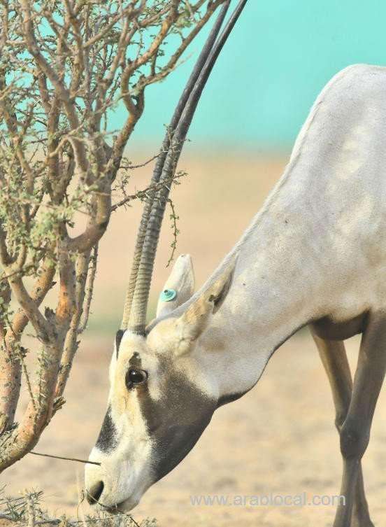 swa-has-offered-visitors-to-the-12th-souq-okaz-festival-saudi