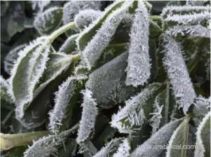 saudi-arabia-shivers-as-turaif-records-historic-low-of-2c-amid-intense-cold-wave_UAE