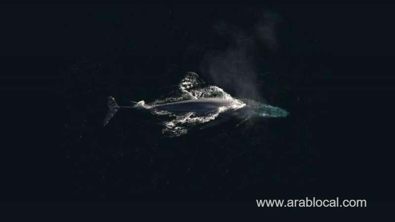 blue-whale-game-caused-a-stir-again-on-social-media--saudi