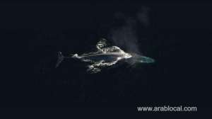 blue-whale-game-caused-a-stir-again-on-social-media-_saudi