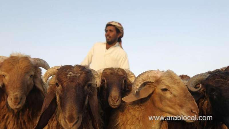 1.14-million-heads-of-sheep-to-imported-for-sacrifice-in-haj-saudi