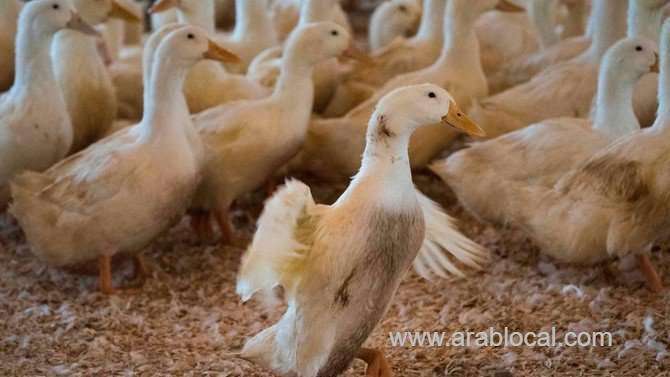 riyadh-bird-market-closed-after-duck-found-with-avian-flu-saudi