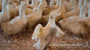 riyadh-bird-market-closed-after-duck-found-with-avian-flu_UAE