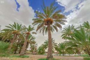 1.9-million-sufri-palm-trees-in-bisha-enhance-economic-resources_saudi