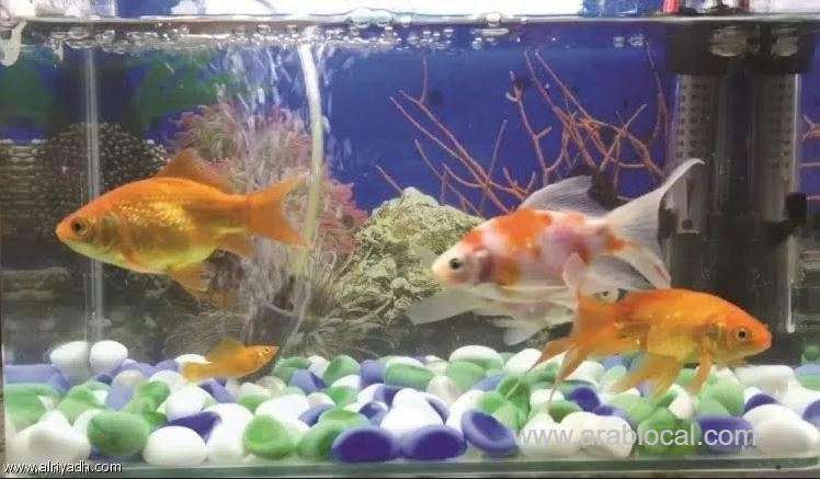 kingdom-bans-importing-pet-fish-from-romania-saudi