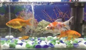 kingdom-bans-importing-pet-fish-from-romania_UAE