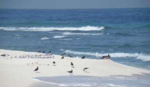 boats-seized-for-violating-fishing-laws-_UAE