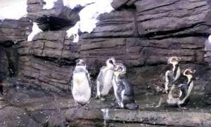 penguins-in-saudi-for-the-first-time,-at-fakieh-aquarium-in-jeddah_UAE