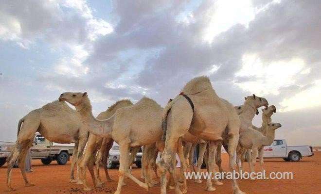 camel-owners-fined-for-performing-cosmetic-surgery-on-their-animals-saudi