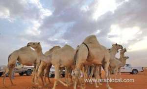 camel-owners-fined-for-performing-cosmetic-surgery-on-their-animals_UAE