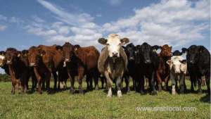 kingdom-lifts-ban-on-importing-brazilian-cattle_UAE