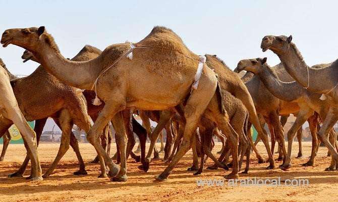 registration-opens-for-saudi-crown-prince-camel-festival-saudi