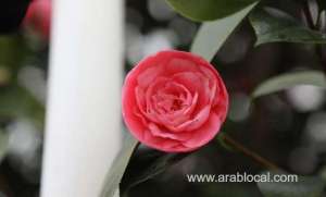 a-rare-english-rose-is-taking-root-in-the-urban-garden-of-riyadh_UAE