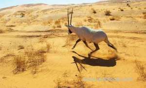 all-eyes-are-on-animals-because-it's-world-wildlife-day_UAE