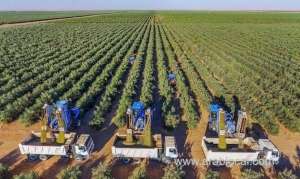 saudi-environment-ministry-completes-olive-project_UAE