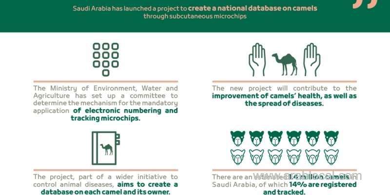 saudi-arabia-to-create-database-for-tracking-camels-via-subcutaneous-implanted-rice-grain-size-microchips-saudi